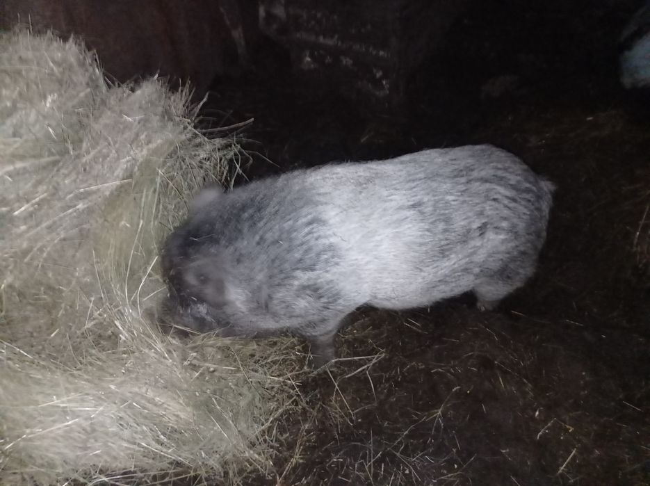 Терміново продам ветнамського  кабана