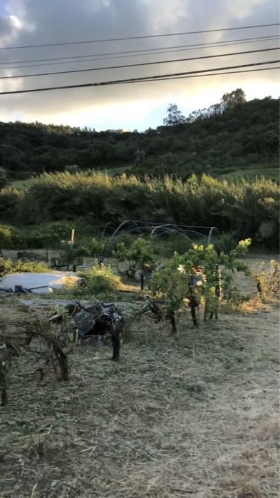 Limpeza de terreno