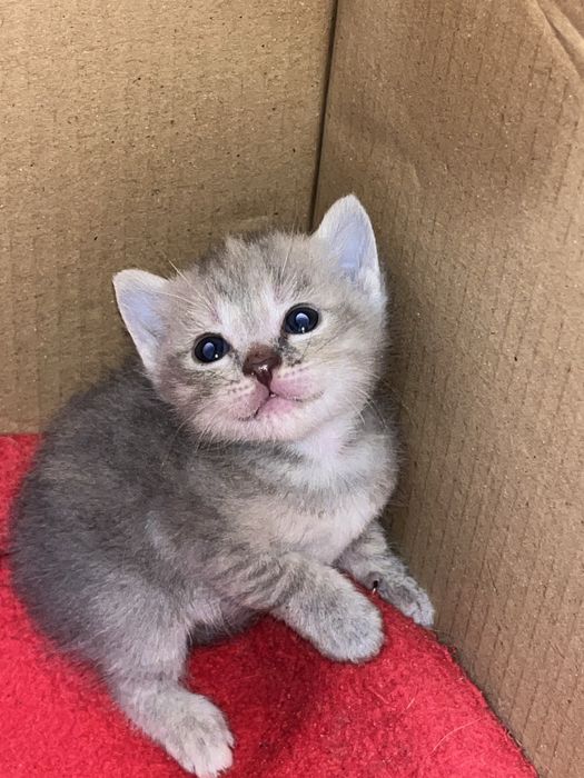 кошенятка в добрі руки
