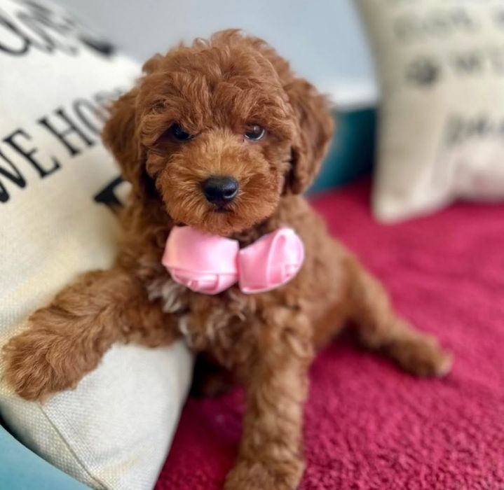 Дівчинка краса той пудель "