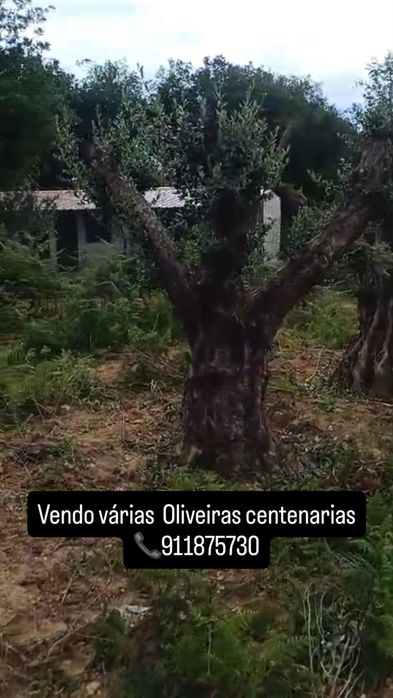 Oliveiras centenarias