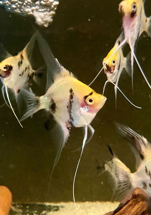 Pterophyllum Scalare - Red Devil (Koi) - A Grade - (Gm/g, S/S)