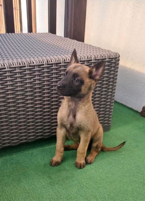 Owczarek belgijski Malinois suczka