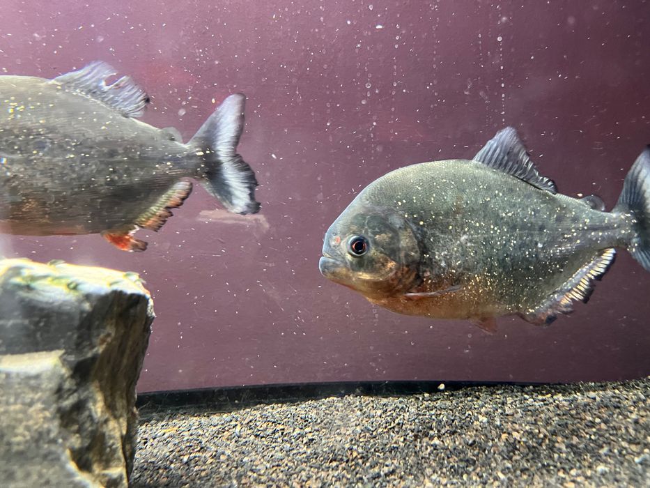 Oddam piranie za darmo