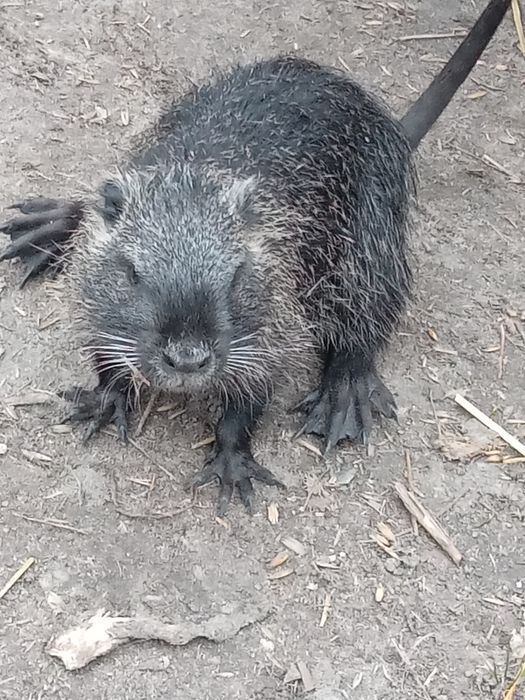 Продам малих курчат