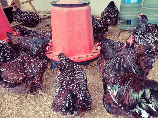 Інкубаційне яйце птиці різних порід Суссекс - колумбія,фарфор,лаванда.