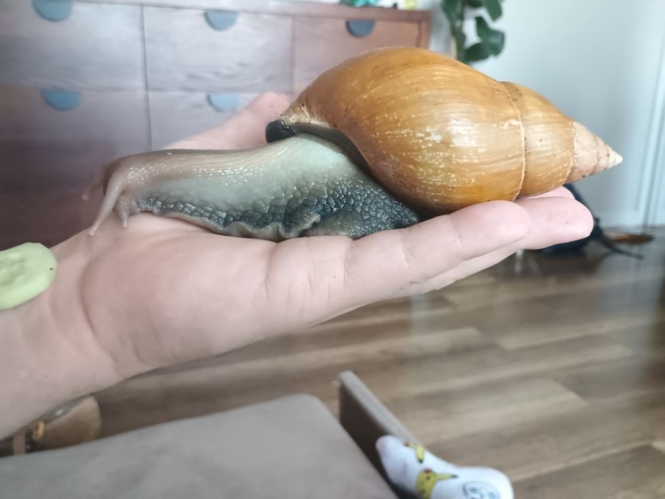 Ślimaki afrykańskie