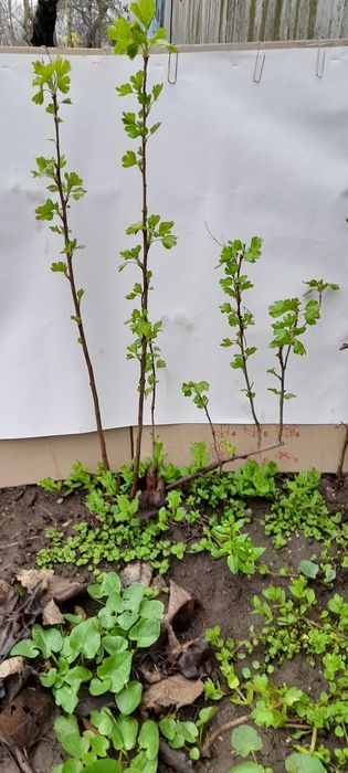 смородина золотистая