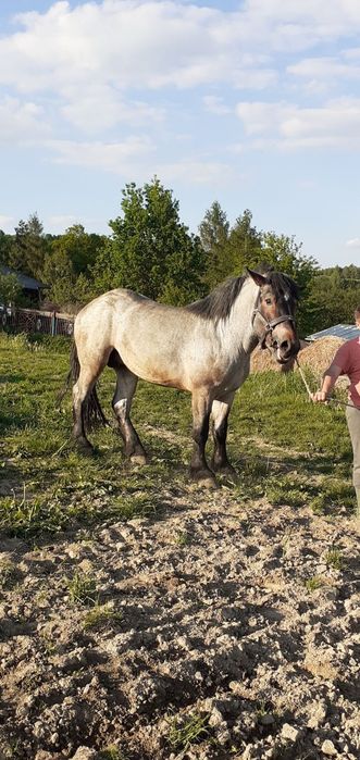 Ogier na sprzedaż