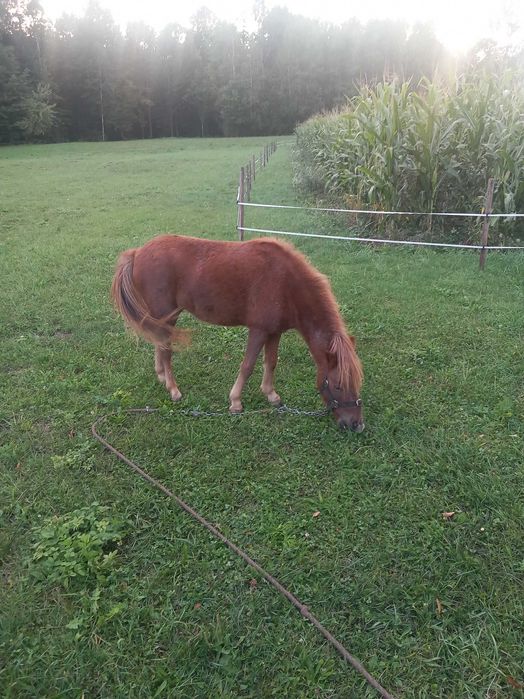 Поні 2 роки кобилка