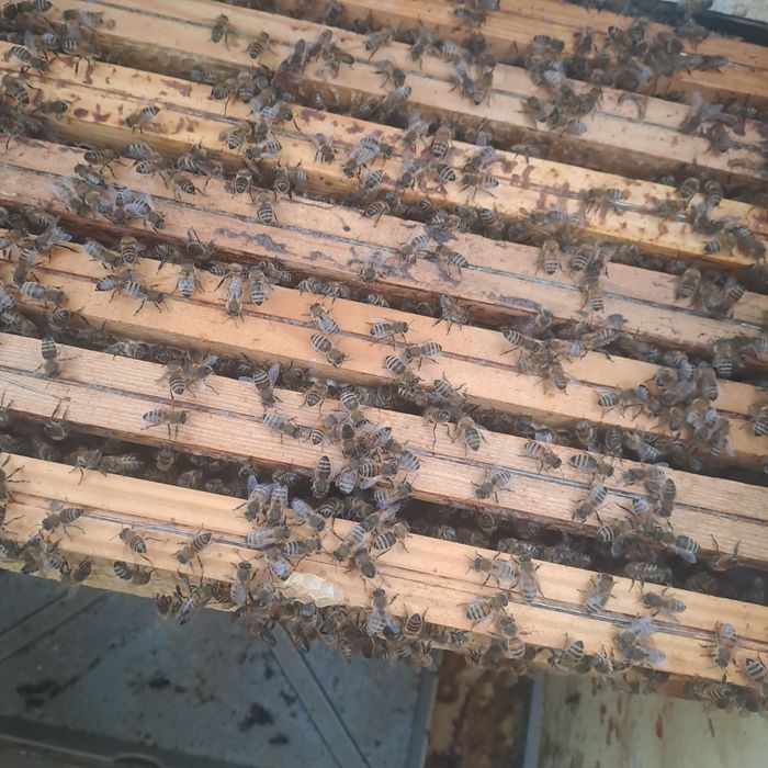 Sprzedam rodziny pszczele/odklady Ramka Dadant/Wielkopolska