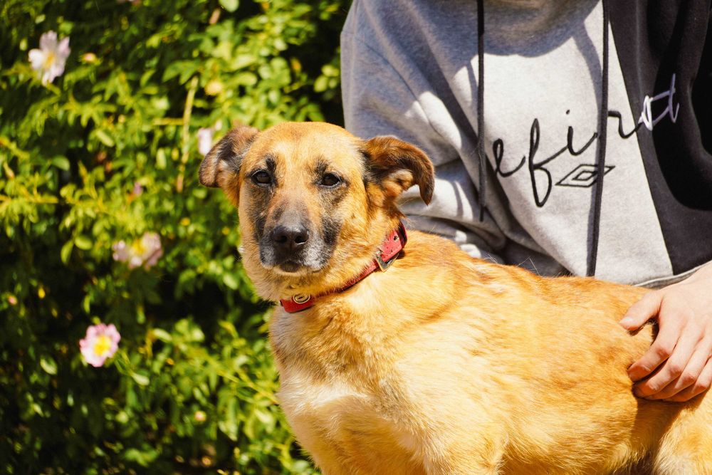 Aurora - niewielka, łagodna sunia szuka domu