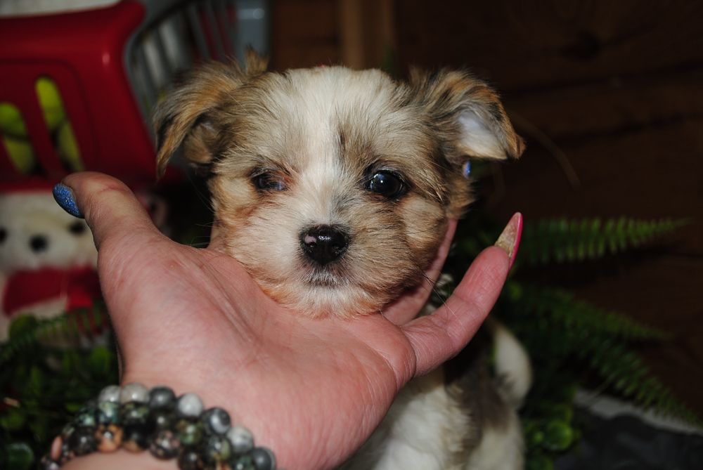 Малеча з блакитними очима. Срочно