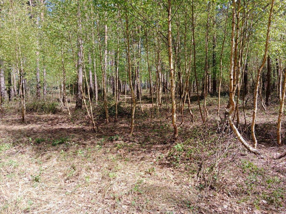 Działka budowlana z linią brzegową Jeziora Wolskiego - Wiewiórczyn - View 4