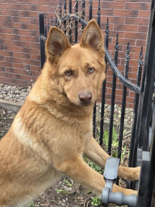 Oddam śliczną roczną suczkę