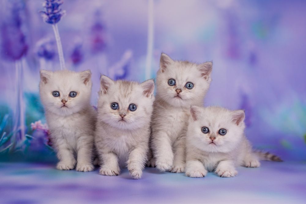 Шотландские малыши