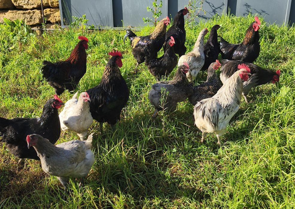 Vendo galos Jersey gigante