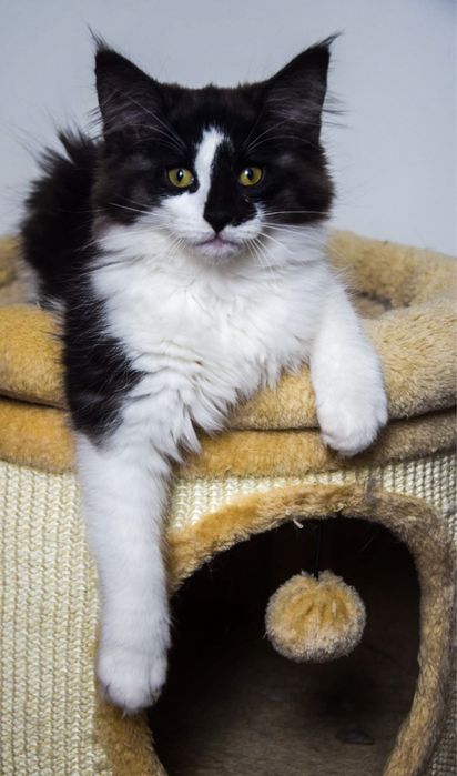 Kocur Norweski Lesny