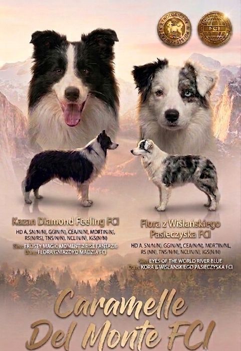 Border Collie ZKwP - Rodowód FCI