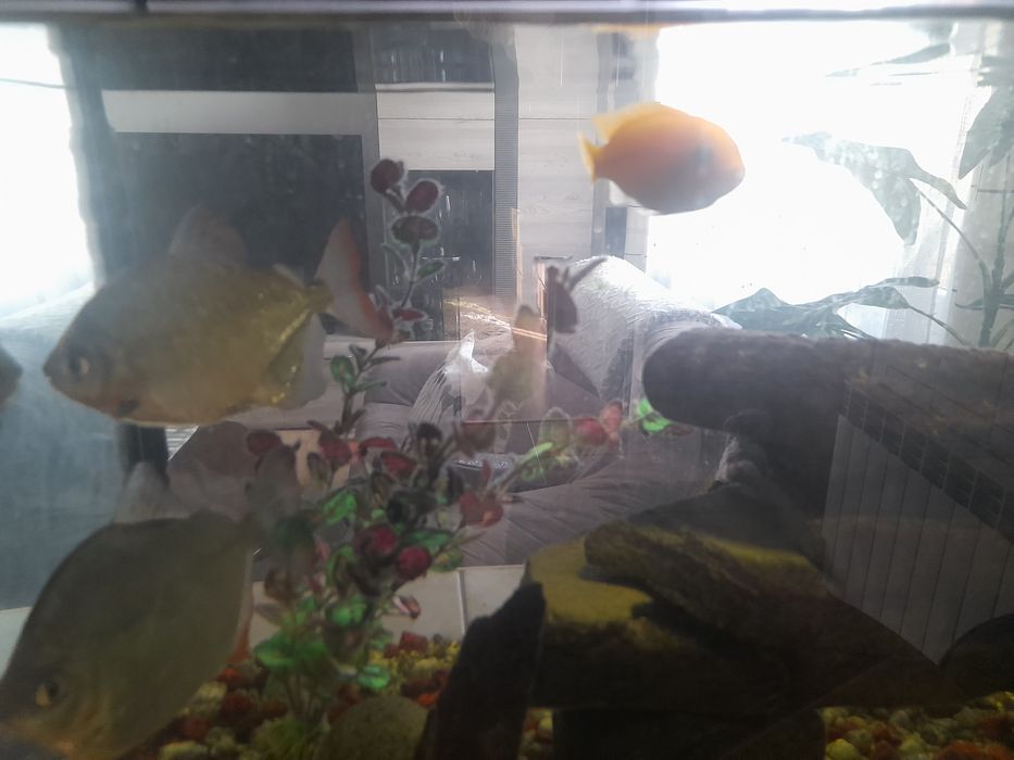 Akwarium 112L zestaw