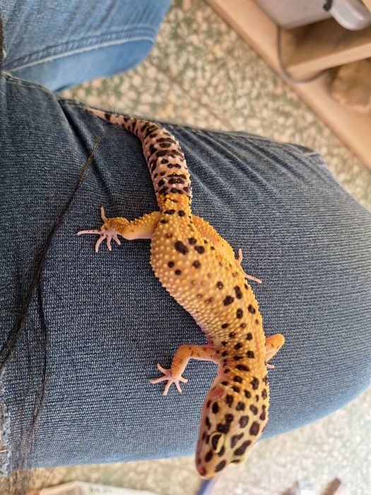 Gekony lamparcie młode