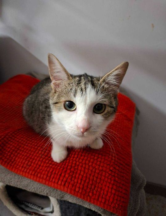 Dwaj bracia do adopcji..