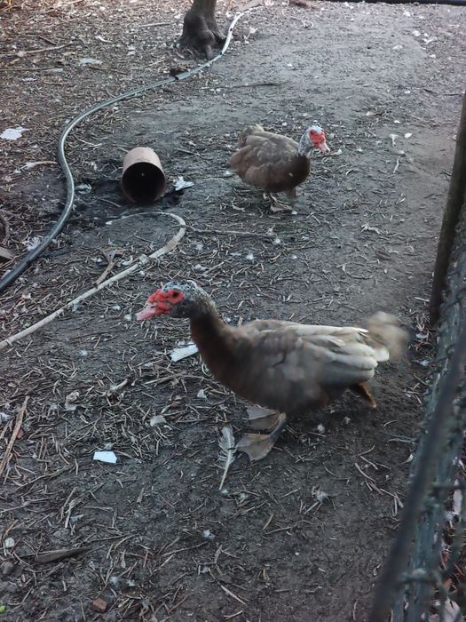 Patos Mudos Adultos