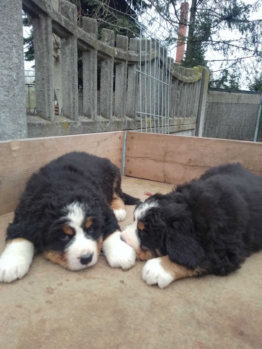 Sczeniaki Bernenski Pies Pasterski