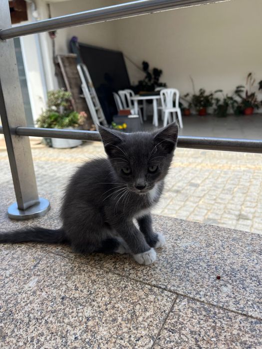 3 gatos bebés para adoçao