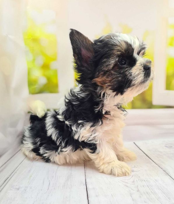 Дуже гарні бівер йорки з відмінними породними даними.