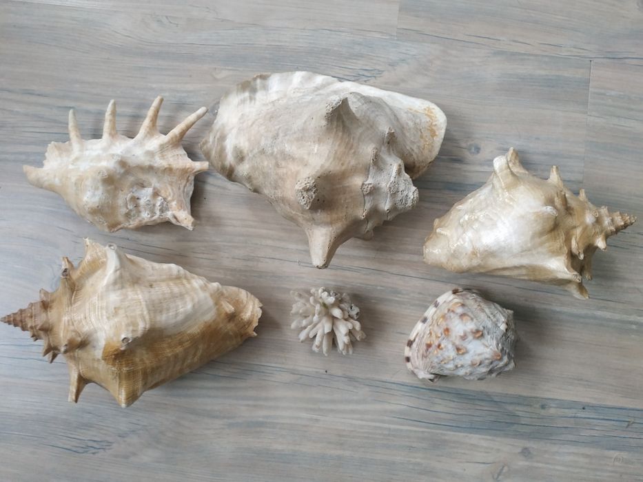 Ракушка океанская