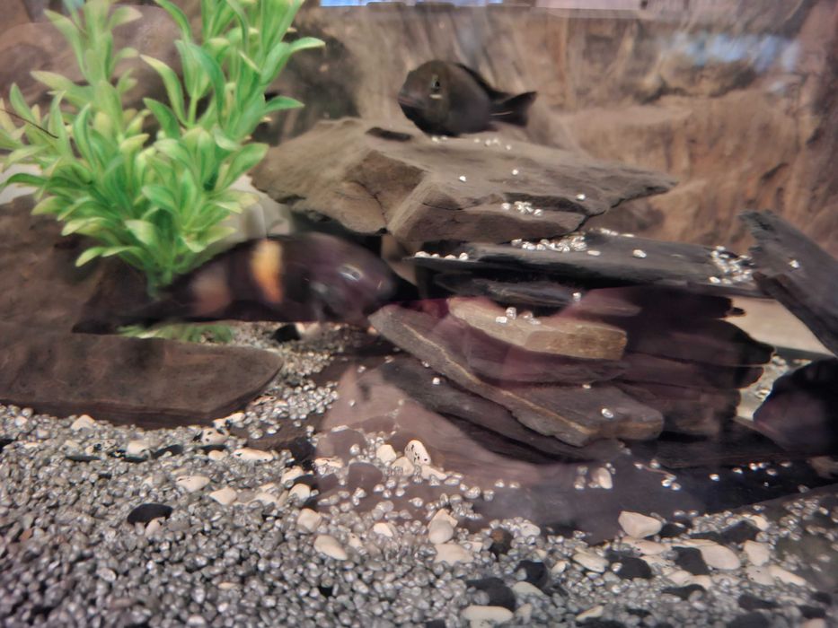 Tropheus black bulu