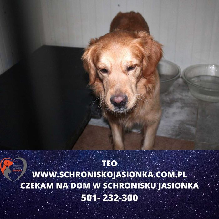 Teo do adopcji – Schronisko Jasionka
