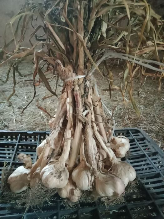 Czosnek wiosenny Jarus 10 kg