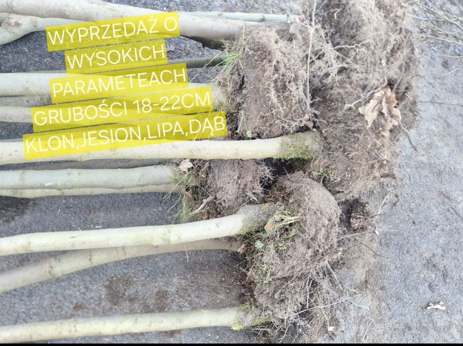 WYPRZEDAŻ! Drzewa pienne z koroną