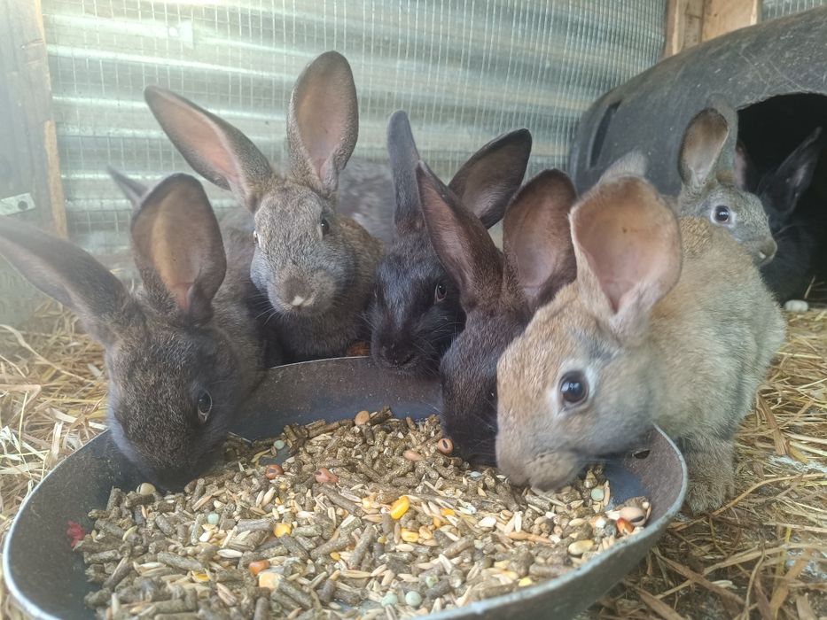 8 Coelhos c/ 4 meses