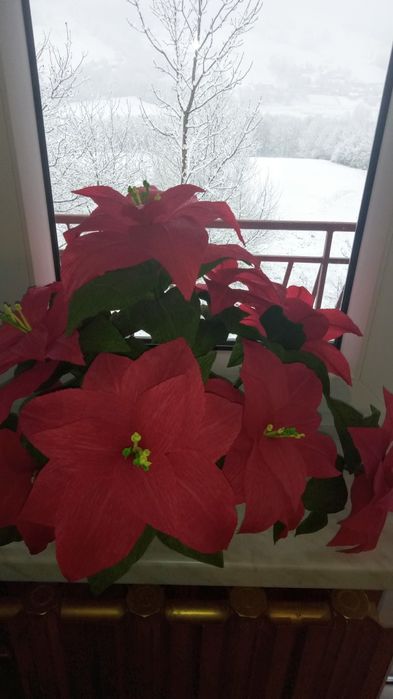 Gwiazdy betlejemskie z krepiny.