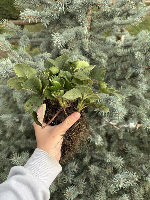 Саджанець полуниці альба,азія,клері