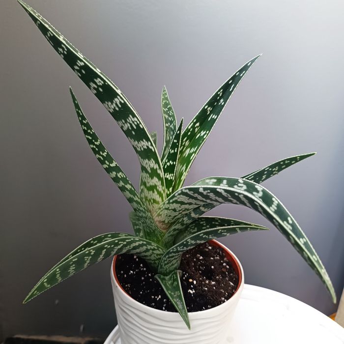 Алое сортовий мікс