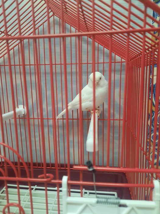 Canário macho branco