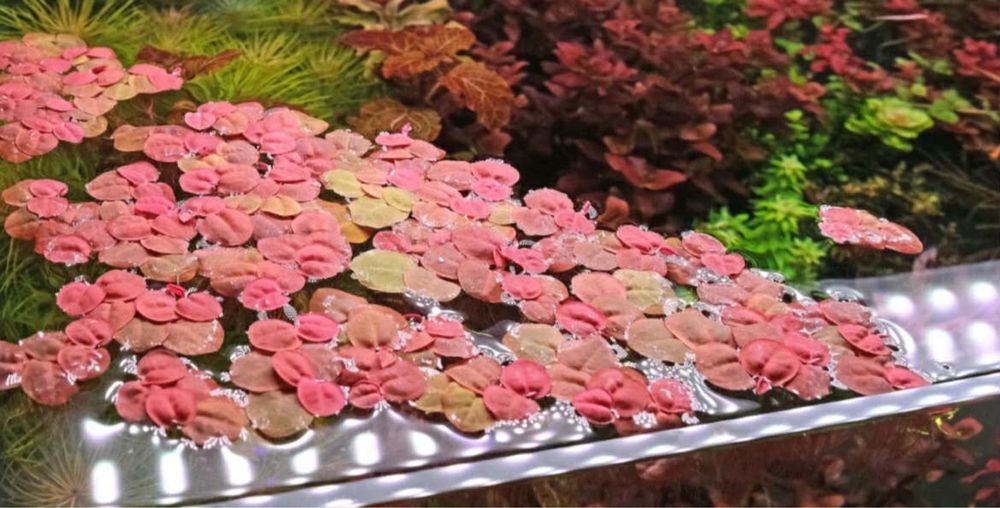 Phyllanthus Fluitans do akwarium roslina pływająca akwariowa porcja