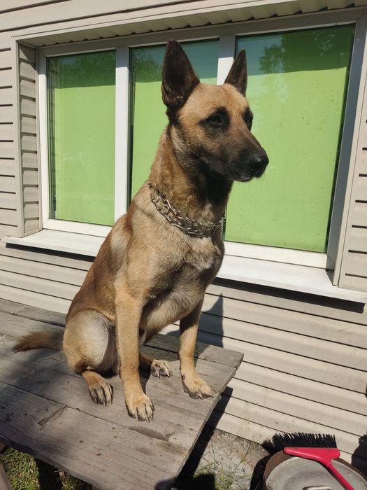 Бельгийская овчарка, малинуа. Вязка!