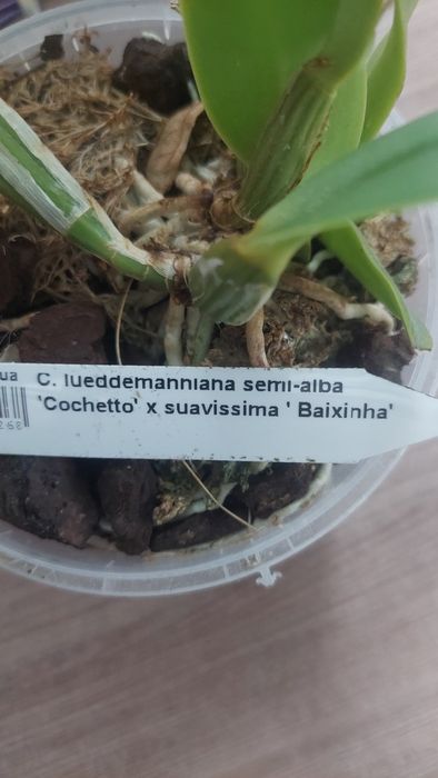 Продам катлея людеманіана