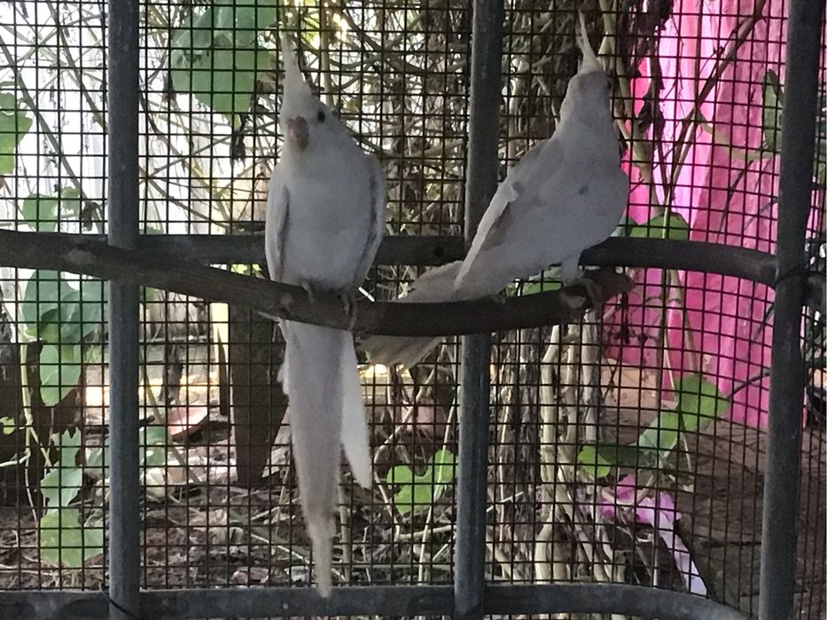 Caturras  , Nymphicus hollandicus