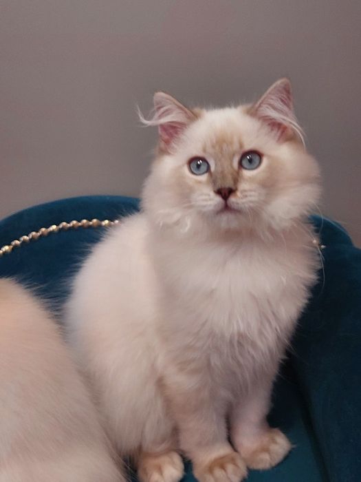 MINDI  koteczka ragdoll FPL/FIFE