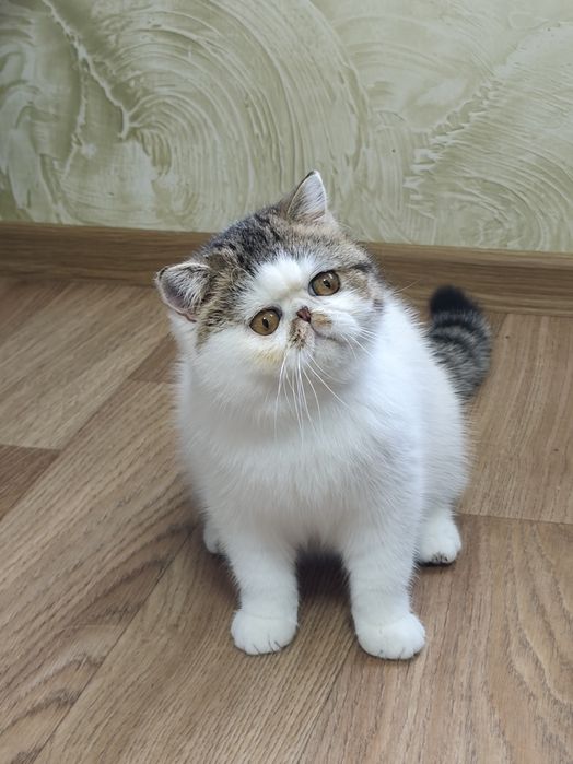 Екзотична дівчинка