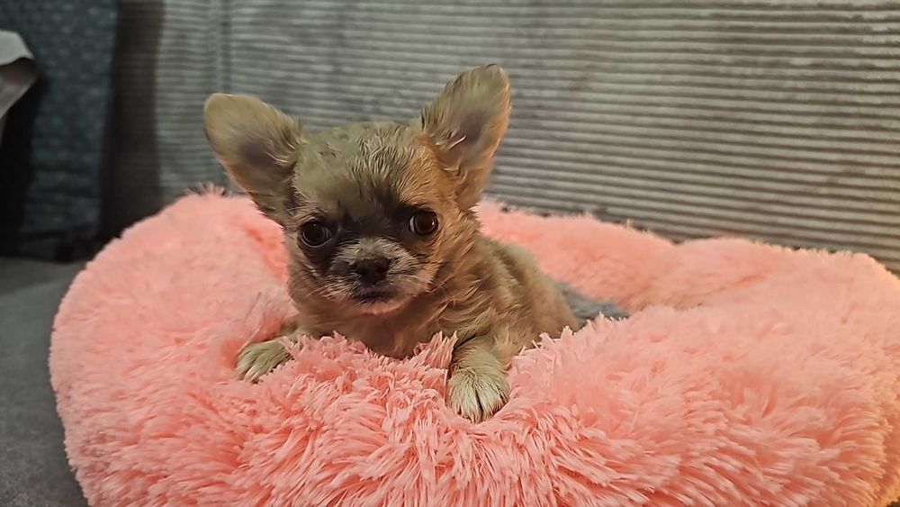 Piękna, długowłosa sunia mini lilowa merle