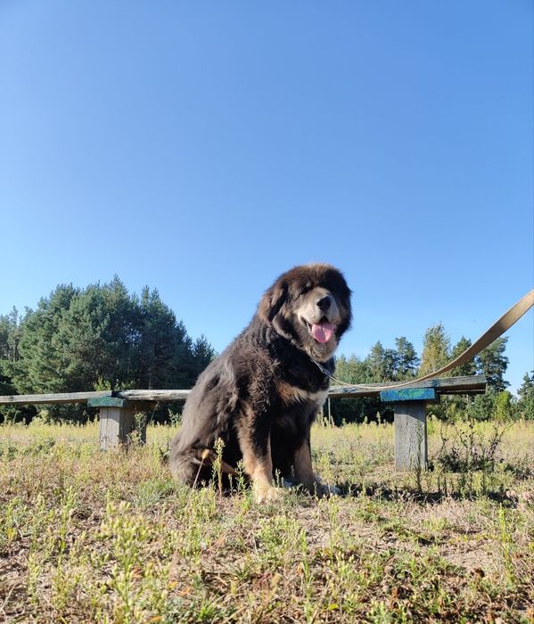 Тибетський мастиф. Сука.