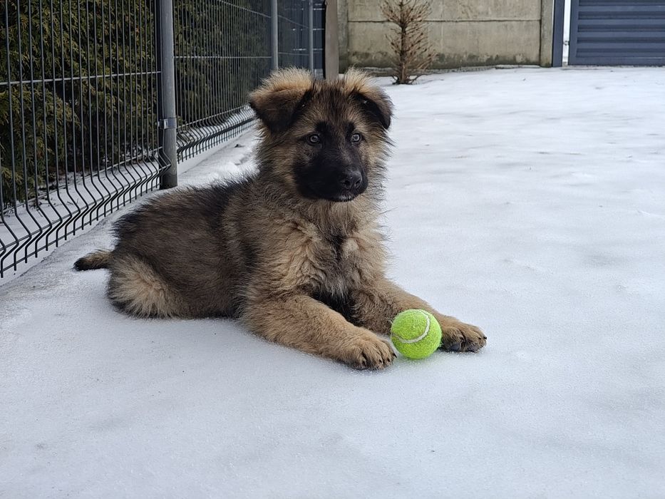 Piesek owczarek niemiecki