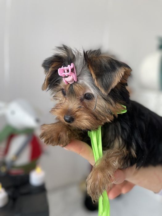 Обіймай і не відпускай  чарівні VIP Йорки тут!